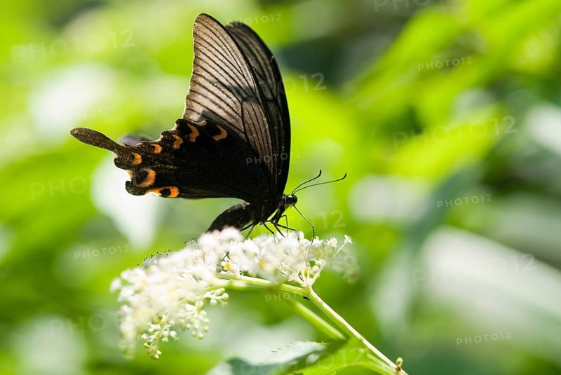 Swallowtail butterfly (Papilio bianor) with orange markings feeds on white flowers against a green background, Taoyuan, Taiwan, Asia
