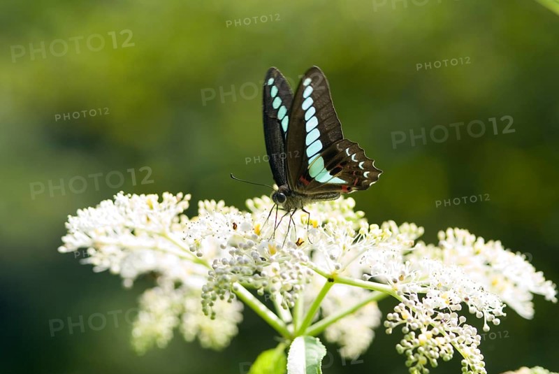 Blue Triangle butterfly (Graphium sarpedon) with brown wings and light blue spots perches on white flowers (Sambucus chinensis Lindl), Taoyuan, Taiwan, Asia