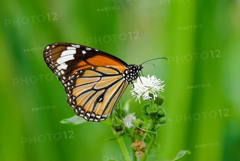 Butterfly (Danaus chrysippus) with orange and black wings rests on a white flower against a green background, Taoyuan, Taiwan, Asia