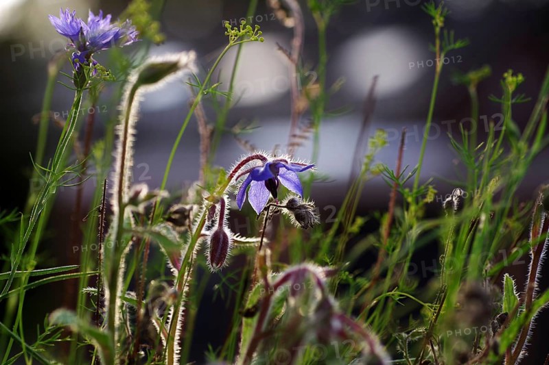 Borage (Borago officinalis), Flower, blue, Backlight, Macro, The colourful flower and the hairy stems of the borage plant are illuminated by the light of the sun