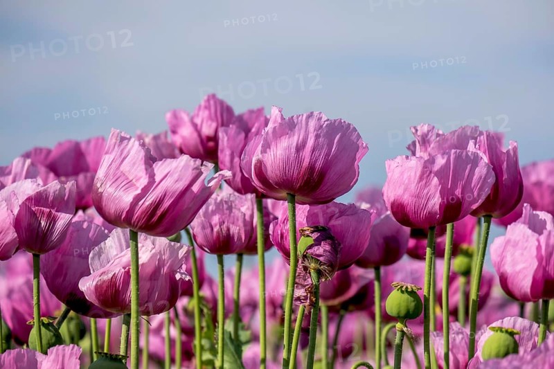 Opium poppy (Papaver somniferum), cultivation of edible poppy, poppy field, Donnersbergkreis, Palatinate, Rhineland-Palatinate