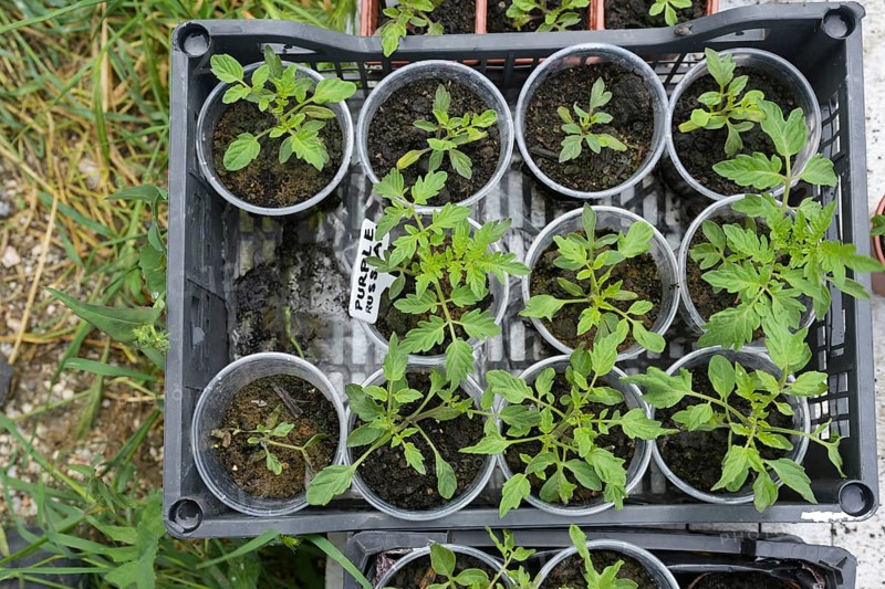 Homegrown tomato seedlings in small plant pots in a plastic tray, prepared for growing in the vegetable garden, high angle view from above, selected focus