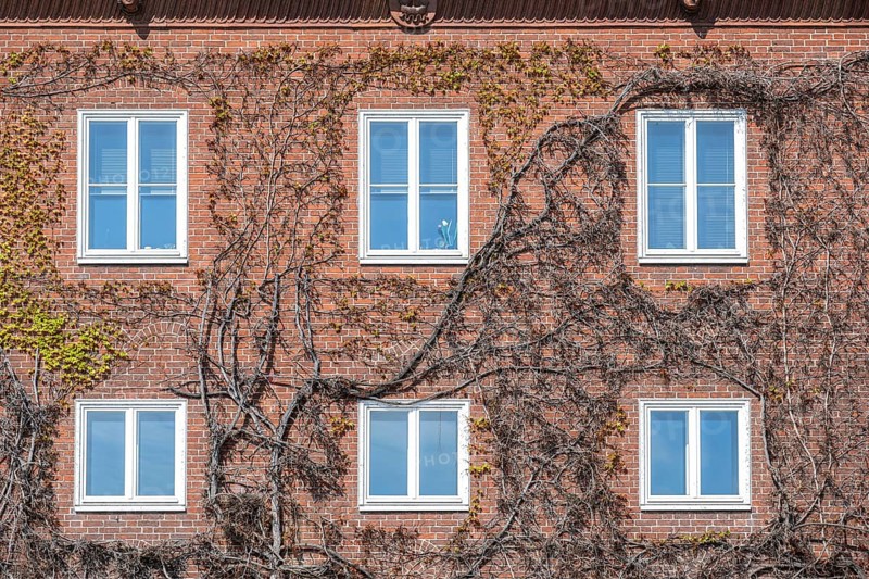 House facade built in red brick architecture with white windows, overgrown with wild vine with the first leaves in spring, wall greening in the urban environment for better air quality