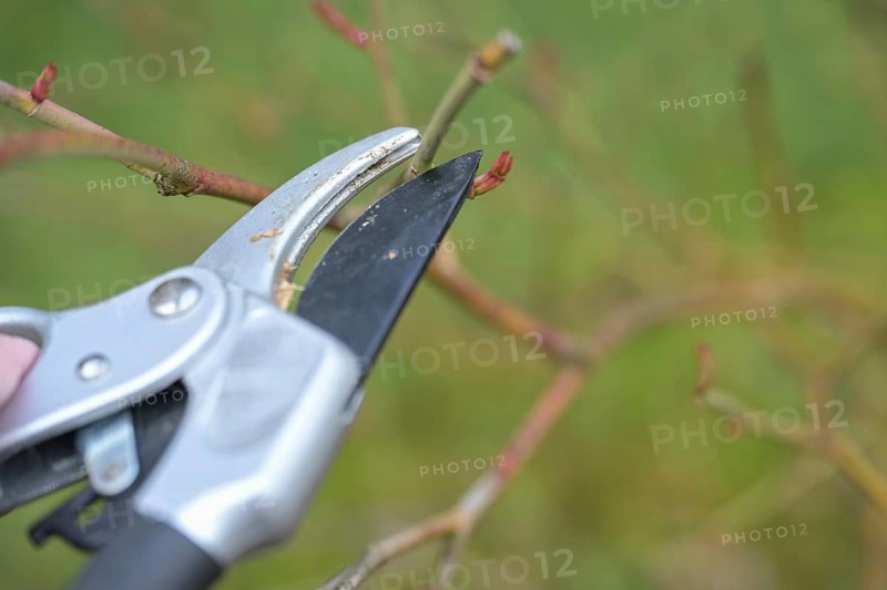 Cutting a rose shrub with pruning shears just above a shoot bud, seasonal gardening in spring, natural green background, copy space, selected focus, narrow depth of field
