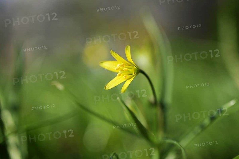 Yellow blossom of lesser celandine or pilewort (Ficaria verna or Ranunculus ficaria) in the green meadow, small early flowering perennial plant of the buttercup family, copy space, selected focus. narrow depth of field