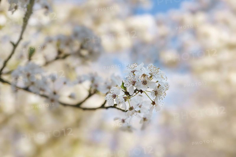White blossoms on a branch of a wild plum tree in the garden or park, spring holiday greeting card like Easter or Mothers day, blurry background, copy space, selected focus, narrow depth of field
