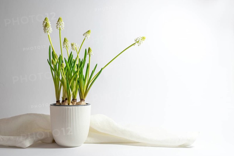 Potted white grape hyacinths (Muscari) in a ceramic flower pot and napkin against a light gray background, greeting card for holidays in spring, copy space, selected focus