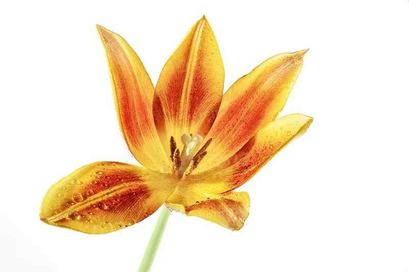 Open tulip flower head in orange, red and yellow with pistil and stamen, some water drops on the petals, isolated on a white background, copy space