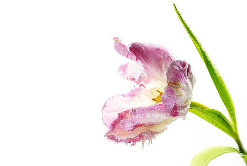 Open pink vintage parrot tulip with yellow pollen, waterdrops and green leaves, beautiful flower head isolated on a white background, copy space, selected focus, narrow depth of field