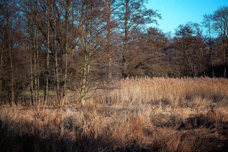 Bog landscape in the forest at the end of winter with brown reeds and bare alder trees in northern Germany near Lubeck, copy space