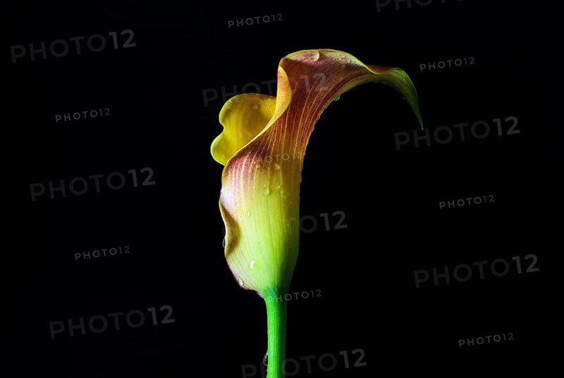 Yellow red flower head of a beautiful calla (Zantedeschia) with water drops isolated on a black background, the petal is a specialized bract and appears like a sculpture, copy space, selected focus