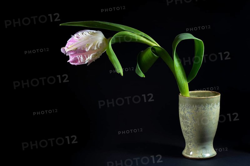 Parrot tulip flower in white and pink with water drops in a green ceramic vase against a black background, copy space, selected focus
