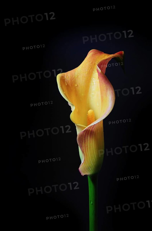 Yellow orange Calla lily (Zantedeschia), the flower head is shaped like a narrow funnel around the spadix with pollen against a dark black background, copy space, selected focus, narrow depth of field