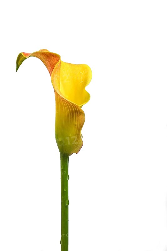 Flower head of calla lily (Zantedeschia) in yellow and orange, the sculptural inflorescence grows from the green stem and is shaped like a funnel, isolated on a white background, copy space