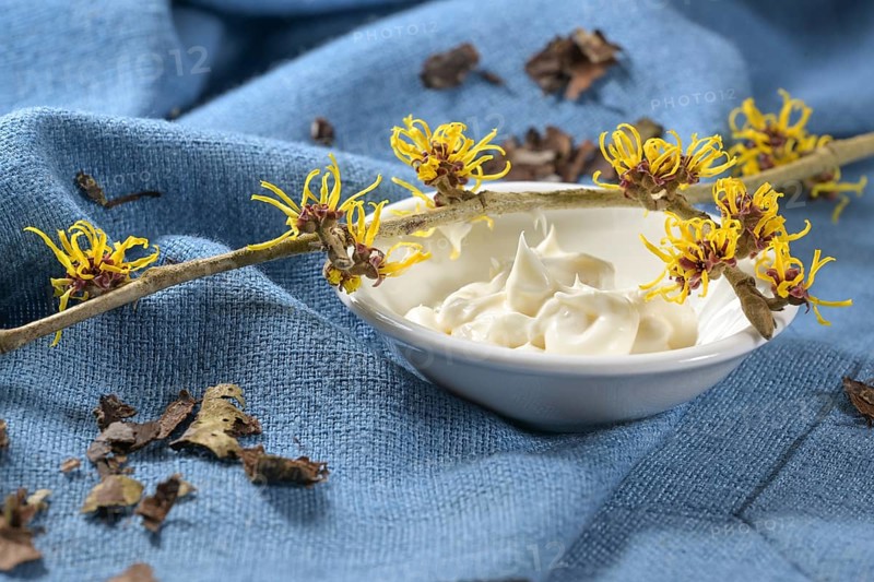 Blooming witch hazel twig (hamamelis), a bowl with skin care cream and dried bark on blue textile, medical plant for natural cosmetics, copy space, selected focus, narrow depth of field