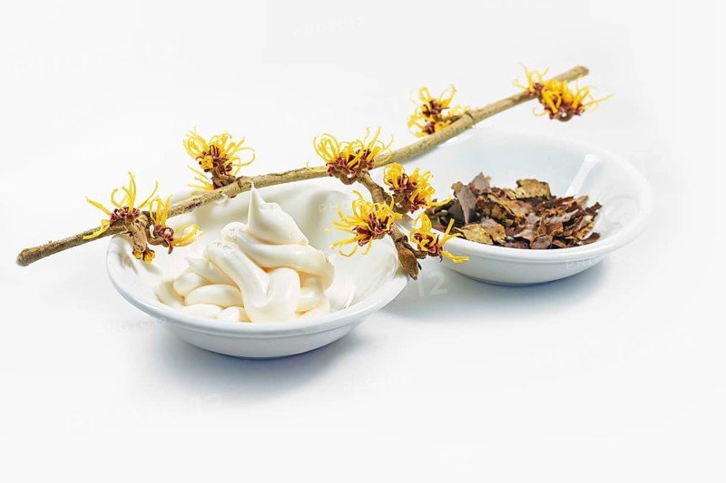 Blooming hamamelis branch (witch hazel), skin care cream and dried bark and leaves, natural cosmetics of the medicial plant, light background, copy space, selected focus, narrow depth of field