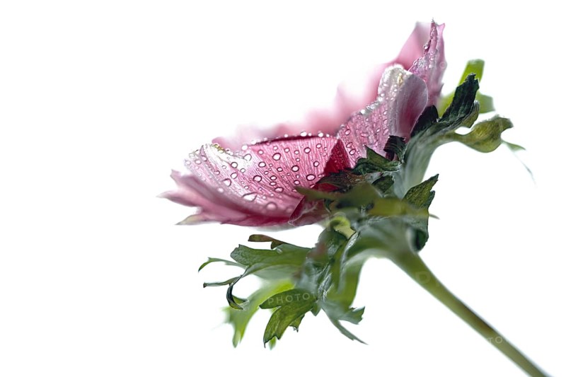 Pink purple anemone flower head with dew drops inside the petals isolated on a white background, close-up, copy space, selected focus, very narrow depth of field