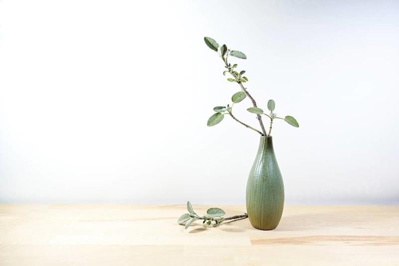 Small vase with a sprig of sage on a light wooden table or desk in front of a white wall, minimalist home decoration, large copy space, selected focus