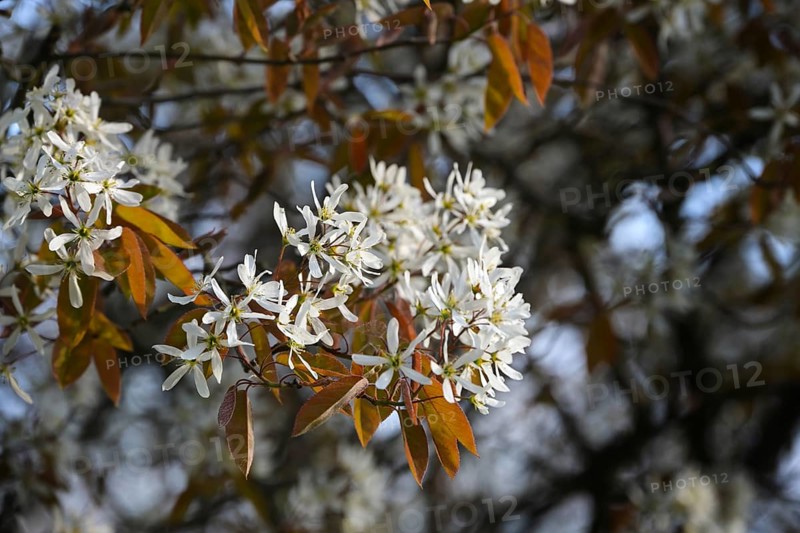 Amelanchier shrub with white flowers and copper colored foliage in spring, copy space, selected focus, narrow depth of field