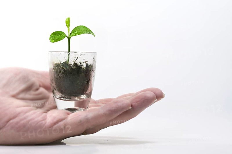 Hand holding a small plant, a seedling of a lemon tree in a small glass, green business concept for nature care, patience, and growth to success, white background with copy space, selected focus