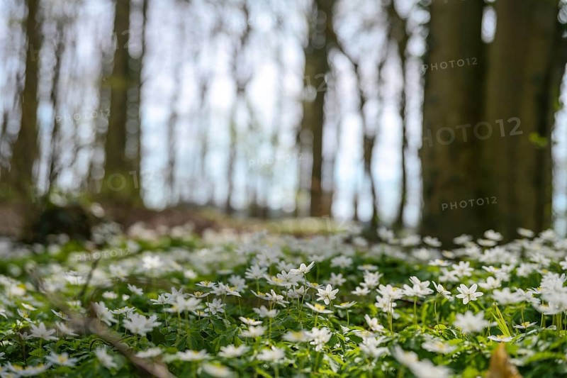 Forest in early spring with a carpet of blooming wood anemone (Anemonoides nemorosa) with white flowers between the dark tree trunks, copy space, selected focus, narrow depth of field