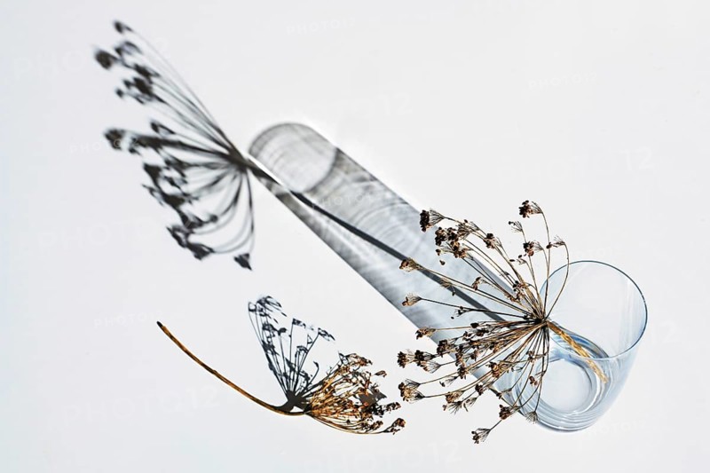 Dill umbels with seeds in a glass vase cast shadows on a gray white background, abstract art play with light, nature and objects, copy space, selected focus, narrow depth of field