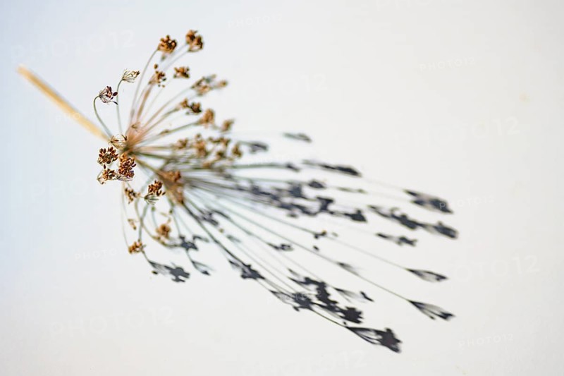 Dry dill umbel with seeds casting a shadow on a gray white background, abstract art playing with natural light, copy space, selected focus, very narrow depth of field