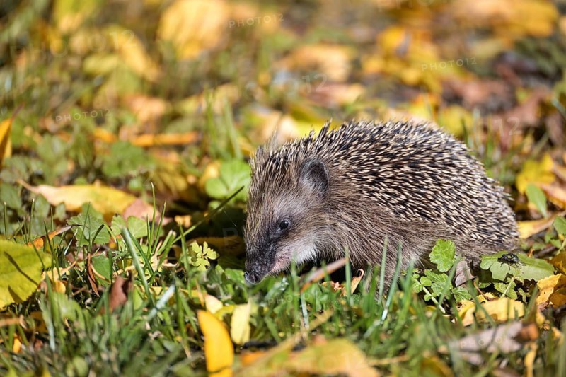 Hedgehog (Erinaceus europaeus) on a meadow with autumn leaves looking for food before winter, wildlife in a natural park or garden, copy space, selected focus
