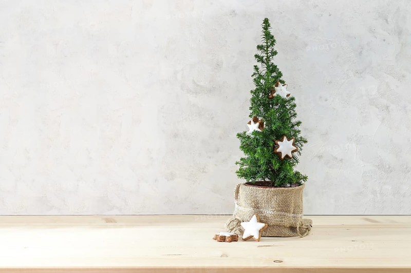 Small conifer plant decorated with cinnamon star cookies as a minimalist Christmas tree, light background with large copy space