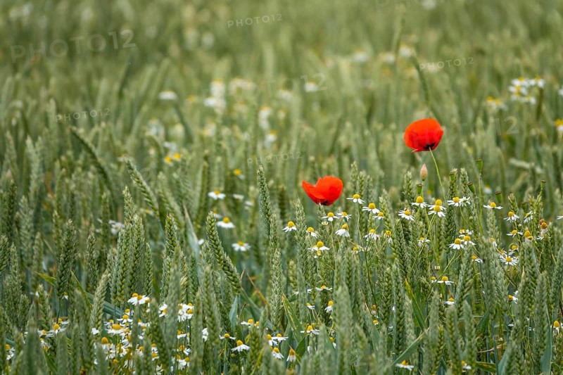 Poppy flower (Papaver rhoeas) and camomile, Münsterland, North Rhine-Westphalia, Germany, Europe