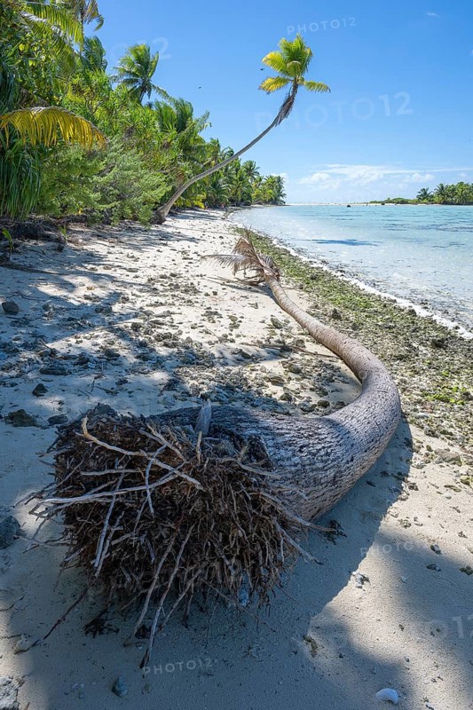 Coconut palm (Cocos nucifera), broken palm trunk lying on the shore, Tetiaroa, atoll, Marlon Brando Island, French Polynesia, Society Islands, Leeward Islands, Oceania