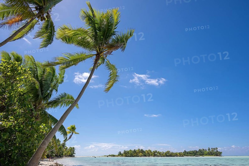 Coconut palm (Cocos nucifera), bird sanctuary behind, Motu, Tetiaroa, atoll, Marlon Brando Island, French Polynesia, Society Islands, Leeward Islands, Oceania