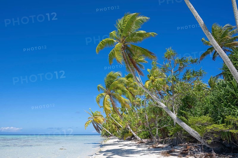 Coconut palm (Cocos nucifera), beach scene, Tetiaroa, atoll, Marlon Brando Island, French Polynesia, Society Islands, Leeward Islands, Oceania