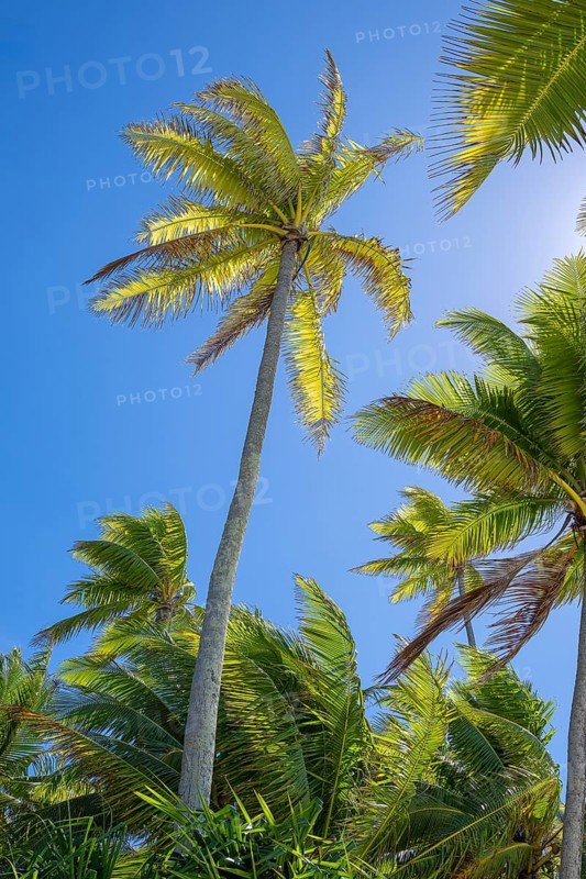 Coconut palm (Cocos nucifera), Tetiaroa, Atoll, Marlon Brando Island, French Polynesia, Society Islands, Leeward Islands, Oceania