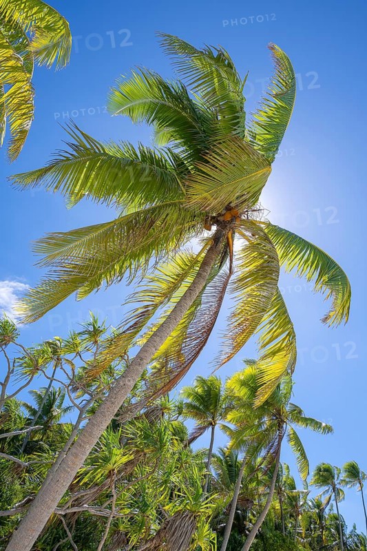 Coconut palm (Cocos nucifera) with fruits in backlight, Tetiaroa, Atoll, Marlon Brando Island, French Polynesia, Society Islands, Leeward Islands, Oceania