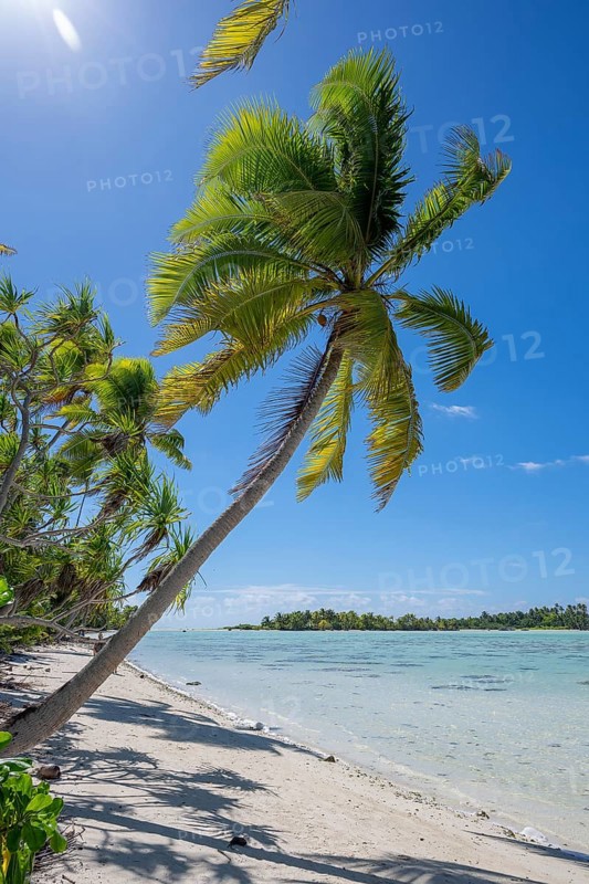 Coconut palm (Cocos nucifera) against the light, behind it a motu, Tetiaroa, Atoll, Marlon Brando Island, French Polynesia, Society Islands, Leeward Islands, Oceania