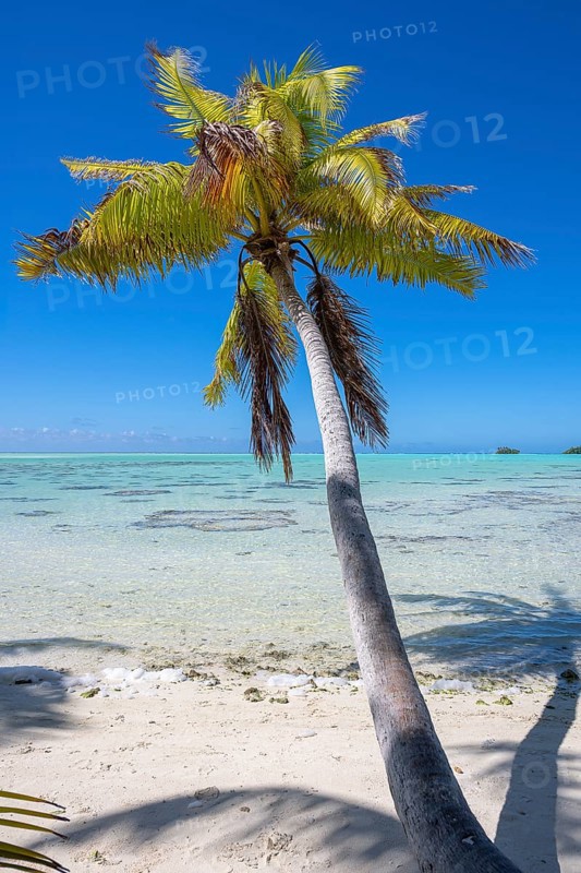 Coconut palm (Cocos nucifera) casting shadows in the lagoon, Tetiaroa, Atoll, Marlon Brando Island, French Polynesia, Society Islands, Leeward Islands, Oceania
