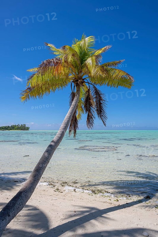 Coconut palm (Cocos nucifera) casting shadows in the lagoon, Tetiaroa, Atoll, Marlon Brando Island, French Polynesia, Society Islands, Leeward Islands, Oceania