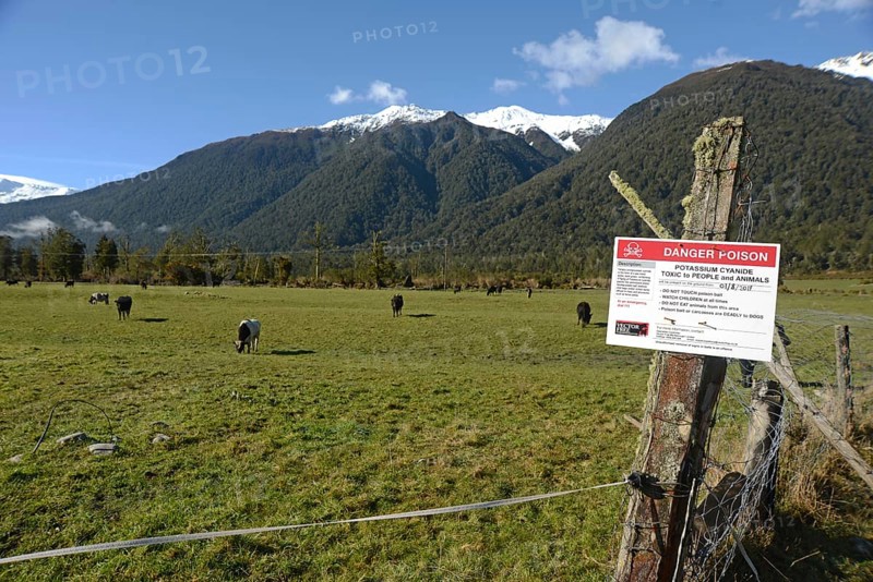 GREYMOUTH, NEW ZEALAND, SEPTEMBER 25, 2019: Signage warns people that Potassium Cyanide has been spread in baits to kill possums on the West Coast of New Zealand