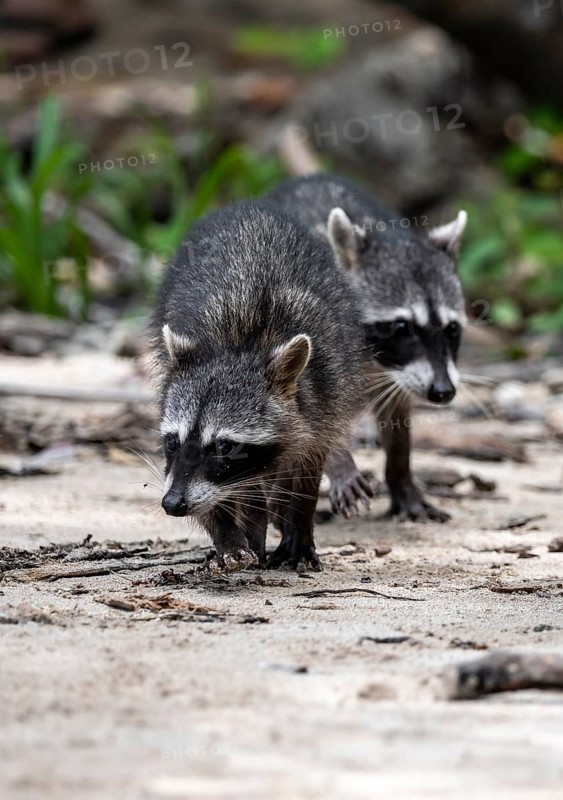 Two raccoon (Procyon lotor) foraging for food, Parque Nacional Cahuita, Costa Rica, Central America