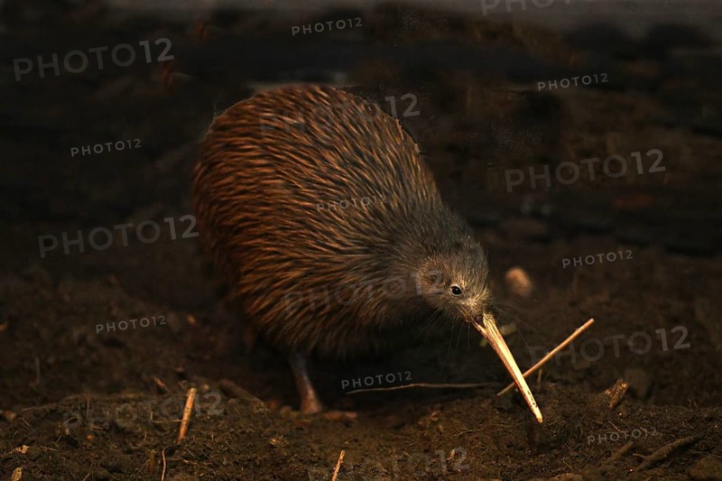 The North Island brown kiwi, Apteryx mantelli, is the most common kiwi, with about 35, 000 remaining, in the wild in New Zealand. This bird holds the world record for laying the largest eggs relative to its body size