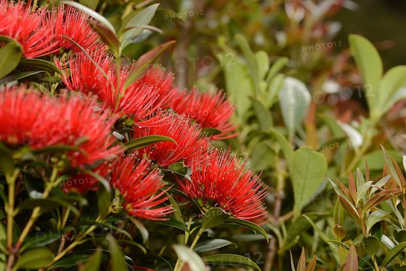 Flowers of New Zealand Southern Rata brighten the day for visitors to the Otira Gorge in Arthurs Pass National Park, New Zealand, Oceania