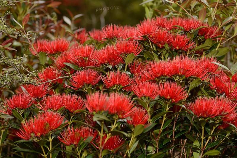 Flowers of New Zealand Southern Rata brighten the day for visitors to the Otira Gorge in Arthurs Pass National Park, New Zealand, Oceania
