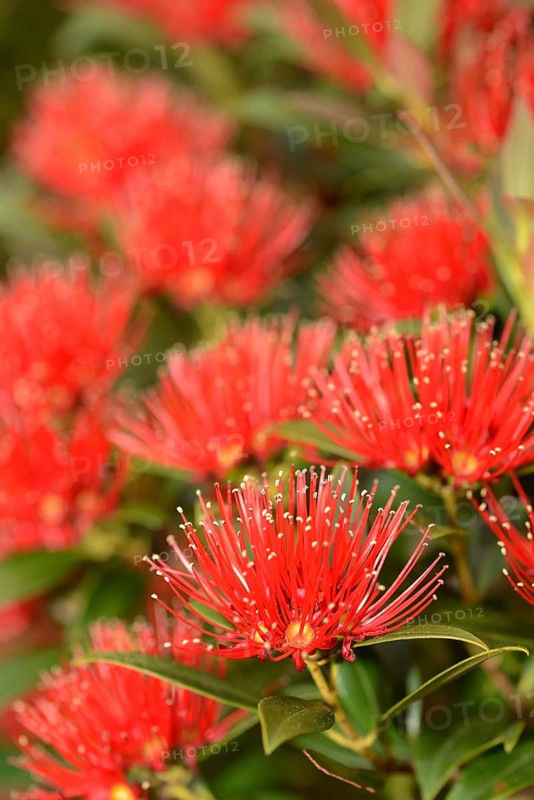 Flowers of New Zealand Southern Rata brighten the day for visitors to the Otira Gorge in Arthurs Pass National Park, New Zealand, Oceania