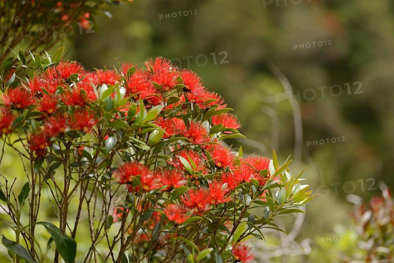 Flowers of New Zealand Southern Rata brighten the day for visitors to the Otira Gorge in Arthurs Pass National Park, New Zealand, Oceania