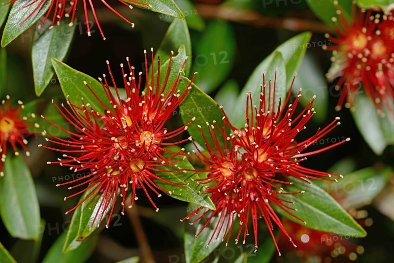 Flowers of New Zealand Southern Rata brighten the day for visitors to the Otira Gorge in Arthurs Pass National Park, New Zealand, Oceania