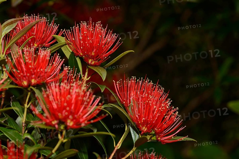 Flowers of New Zealand Southern Rata brighten the day for visitors to the Otira Gorge in Arthurs Pass National Park, New Zealand, Oceania