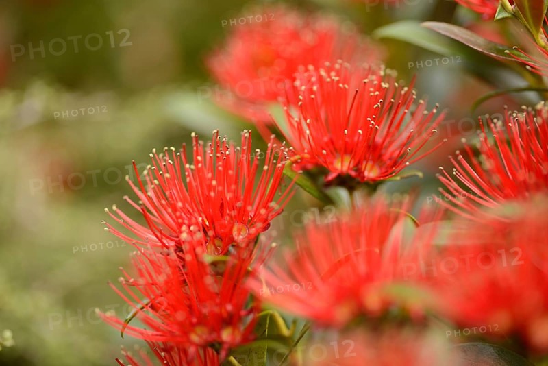 Flowers of New Zealand Southern Rata brighten the day for visitors to the Otira Gorge in Arthurs Pass National Park, New Zealand, Oceania