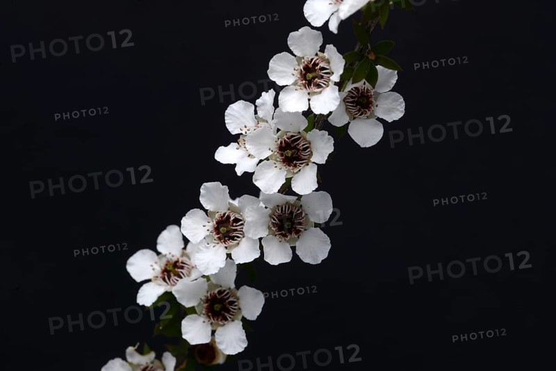 Flowers of New Zealand manuka, Leptospermum scoparium, against a black background