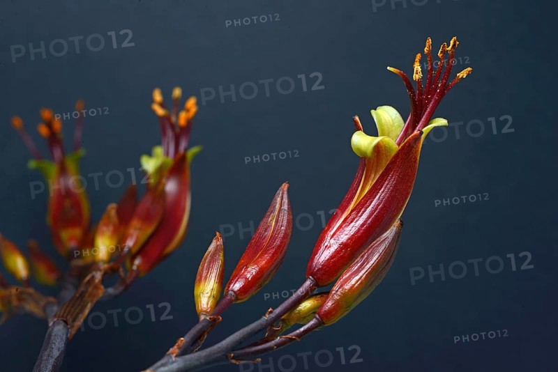 Flowers of New Zealand swamp flax, Phormium tenax, against a grey background
